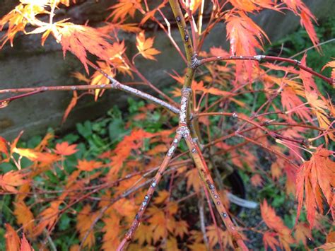japanese maple tree problems